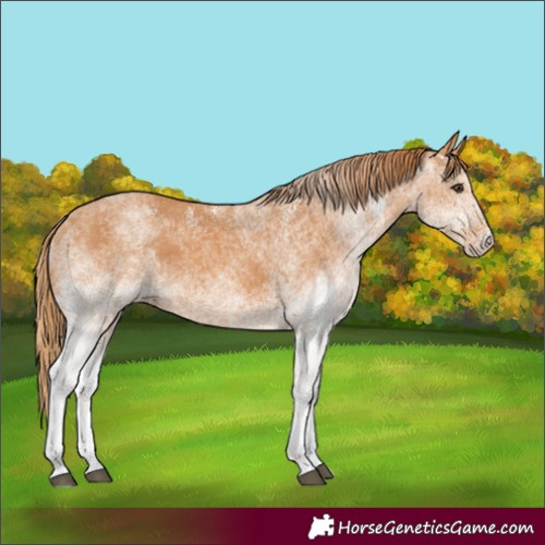 Horse Color:White Spotted Chestnut