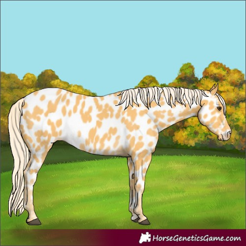 Horse Color:Palomino Appaloosa
