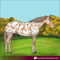 Horse Color:Chestnut Appaloosa 