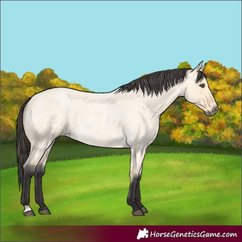 Horse Color:Buckskin Roan Dun 