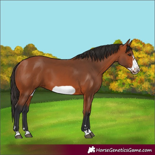 Horse Color:Unknown 