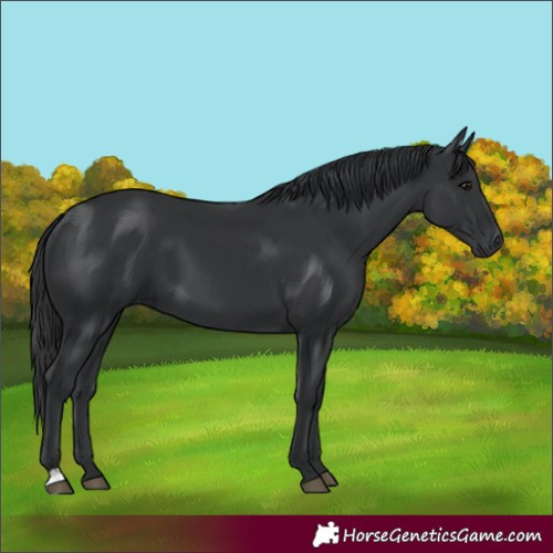 Horse Color:Unknown 