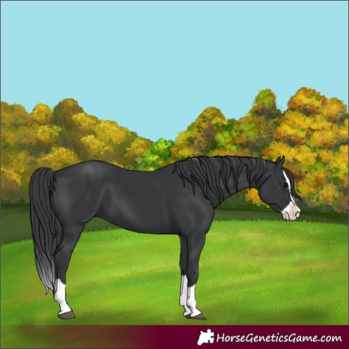 Horse Color:Black Splash 