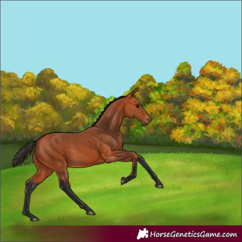 Horse Color:Bay 
