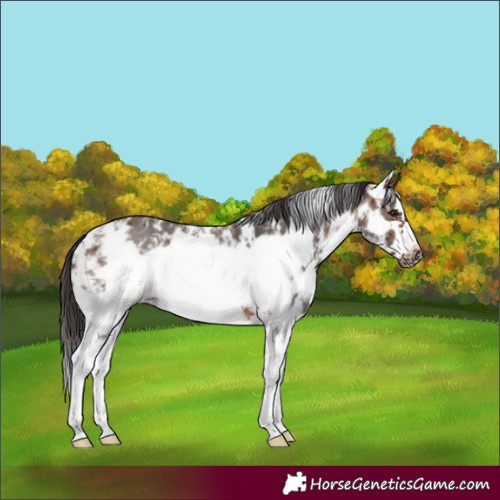 Horse Color:Brown Sabino Frame 