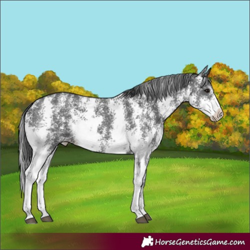 Horse Color:Unknown 