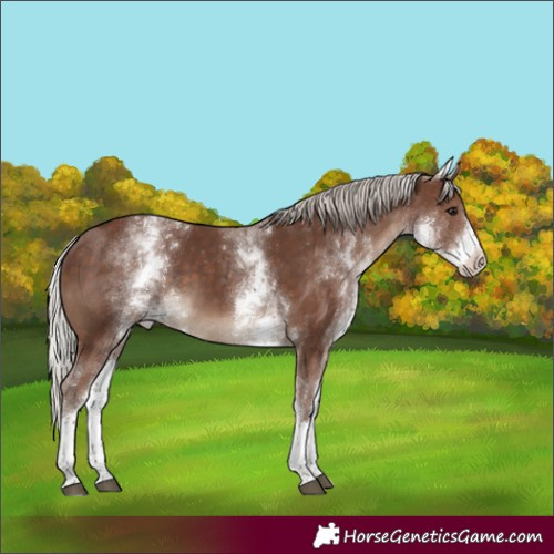 Horse Color:Unknown 