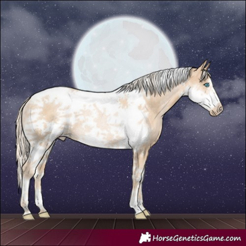 Horse Color:Palomino Pearl Tobiano Frame Rabicano 