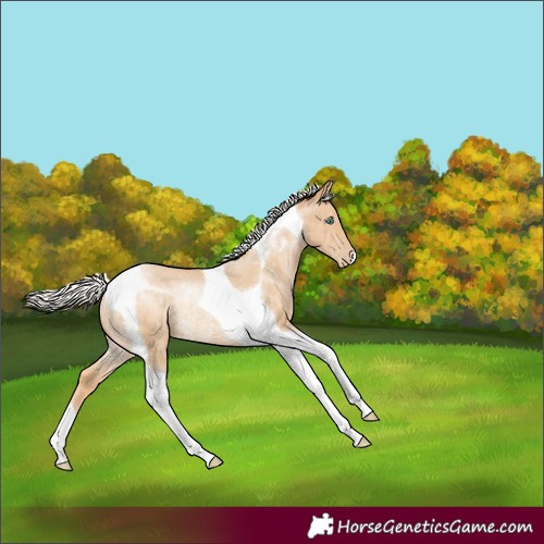 Horse Color:Silver Buckskin Pearl Tobiano Rabicano 