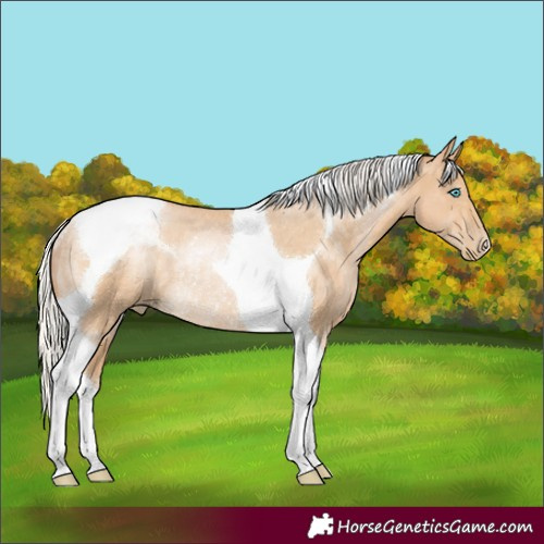 Horse Color:Silver Buckskin Pearl Tobiano Rabicano 