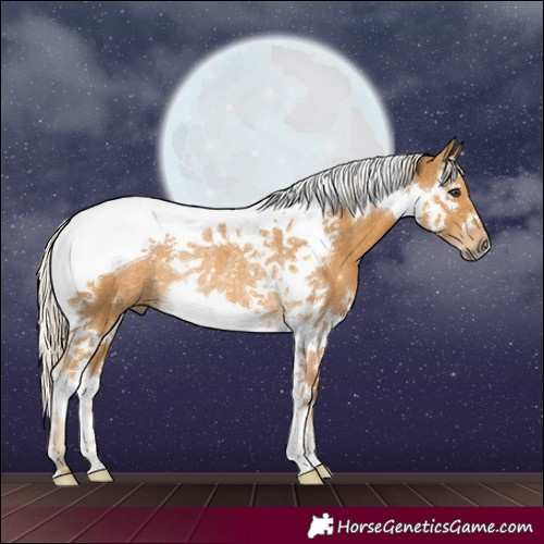 Horse Color:Palomino Splash Tobiano Rabicano 