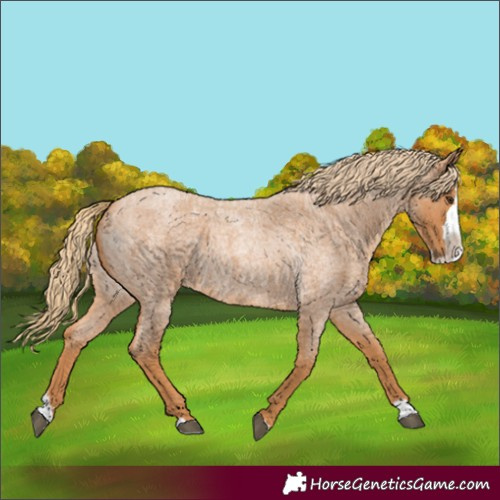 Horse Color:Unknown 