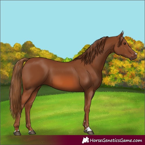 Horse Color:Chestnut 