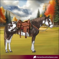 Horse Color:White Spotted Liver Chestnut Blanket 