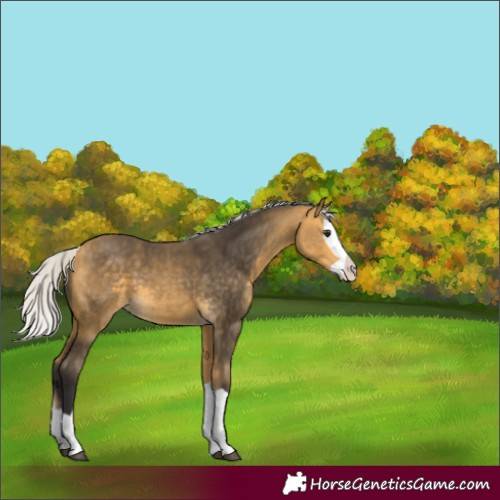 Horse Color:Silver Buckskin Splash