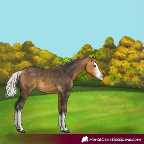 Horse Color:Silver Buckskin Sabino Splash 