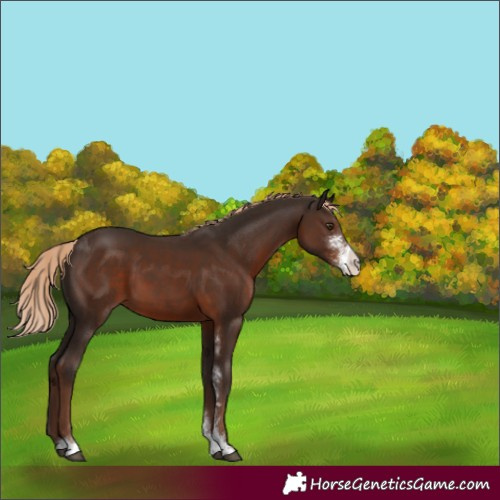 Horse Color:Liver Chestnut Sabino