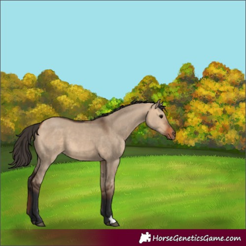 Horse Color:Bay Dun