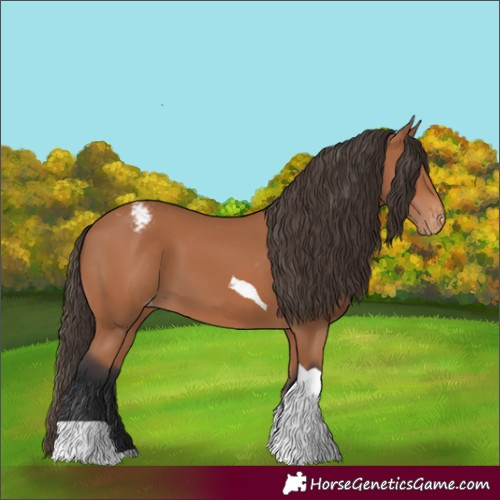 Horse Color:Bay Tobiano Appaloosa
