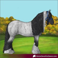 Horse Color:Blue Roan Tobiano