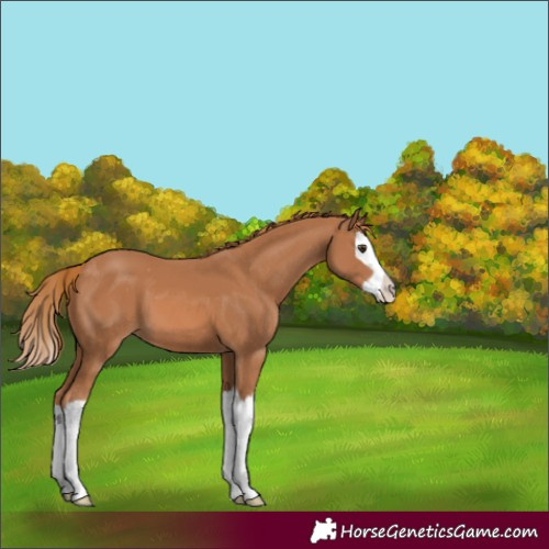 Horse Color:Chestnut Splash Varnish 