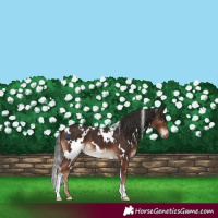 Horse Color:White Spotted Liver Chestnut