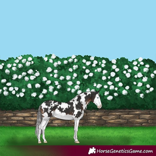 Horse Color:White Spotted Liver Chestnut Splash 