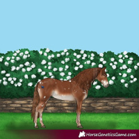 Horse Color:White Spotted Chestnut