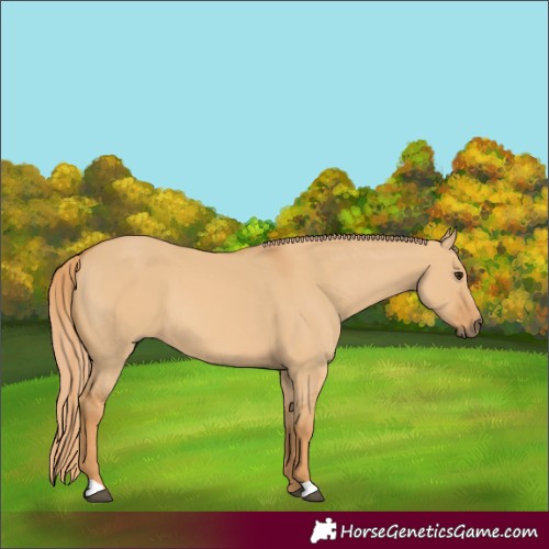 Horse Color:Red Dun 