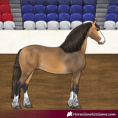 Horse Color:Buckskin 