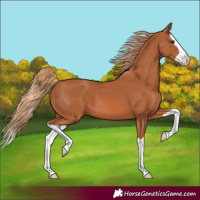 Horse Color:Chestnut Splash