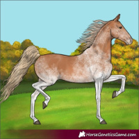 Horse Color:White Spotted Chestnut