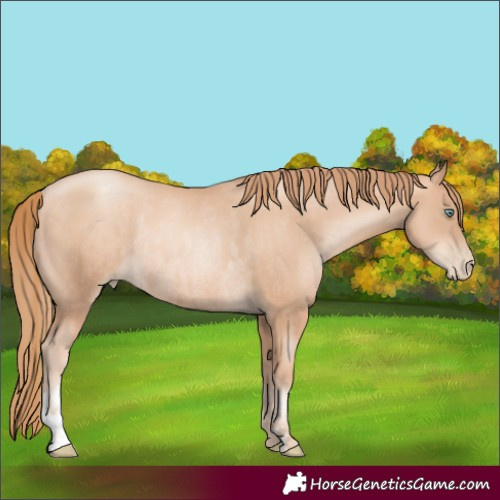 Horse Color:Gold Champagne Pearl Rabicano and Gold Champagne Pearl Rabicano