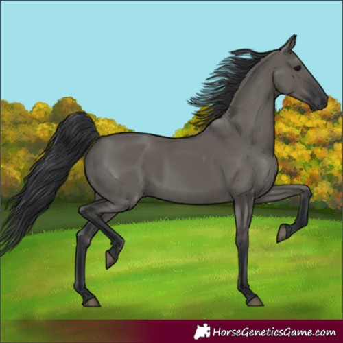 Horse Color:Grullo 