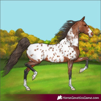Horse Color:Bay Appaloosa