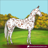 Horse Color:Silver Bay Appaloosa 