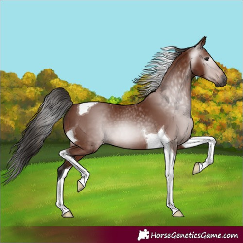 Horse Color:Gray Bay Tobiano 