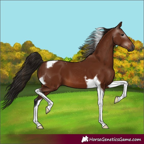 Horse Color:Gray Bay Tobiano