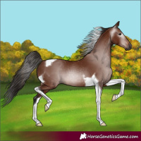 Horse Color:Gray Bay Tobiano 