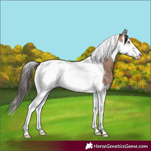 Horse Color:Sable Champagne Splash Tobiano Frame Rabicano 