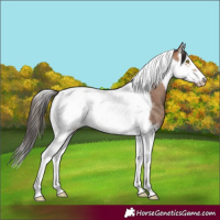Horse Color:Sable Champagne Splash Tobiano Frame Rabicano 