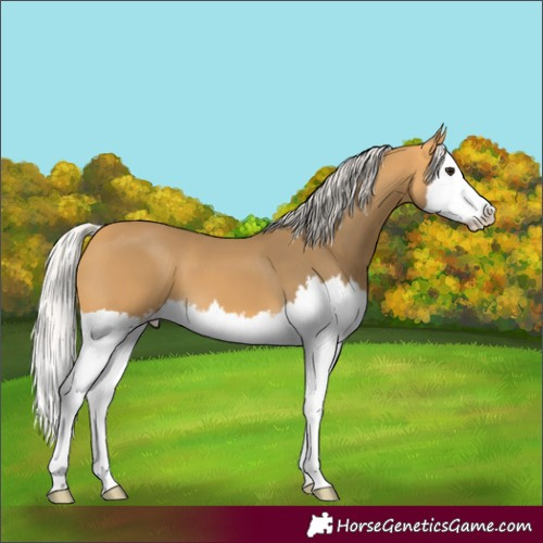 Horse Color:Silver Buckskin Splash 