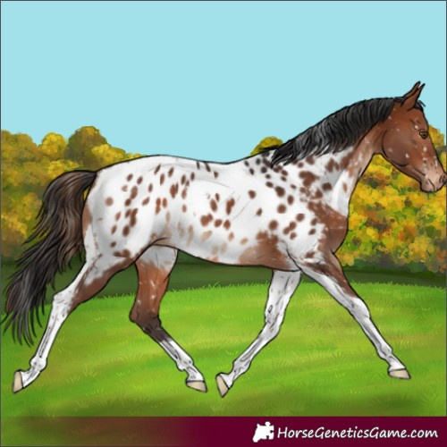 Horse Color:Brown Tobiano Appaloosa Rabicano 