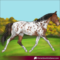 Horse Color:Brown Tobiano Appaloosa Rabicano