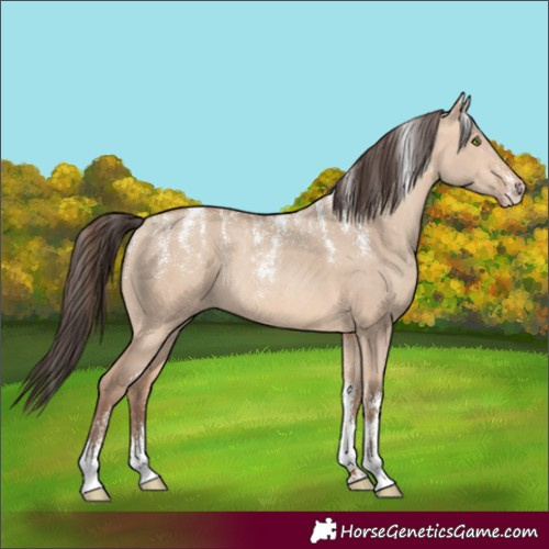 Horse Color:Powder White Amber Champagne Dun Rabicano 