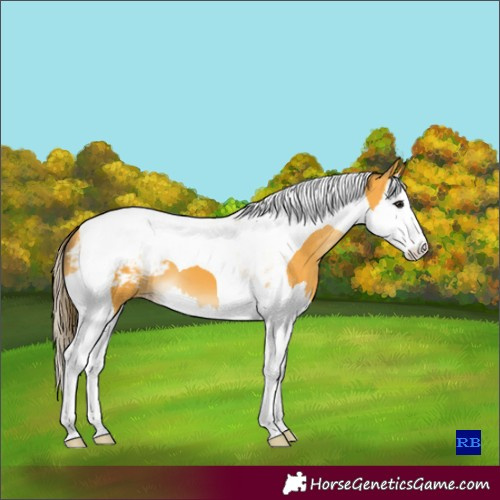 Horse Color:Buckskin Splash Tobiano Appaloosa 