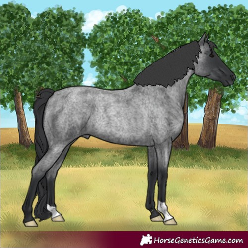 Horse Color:Blue Roan Rabicano 