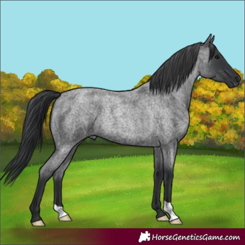 Horse Color:Blue Roan Rabicano 