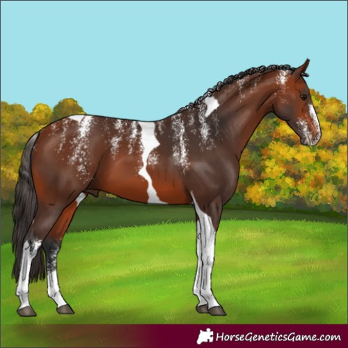 Horse Color:Powder White Bay Tobiano 