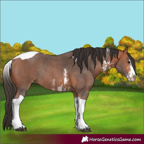 Horse Color:Bay Sabino Tobiano Appaloosa Rabicano 